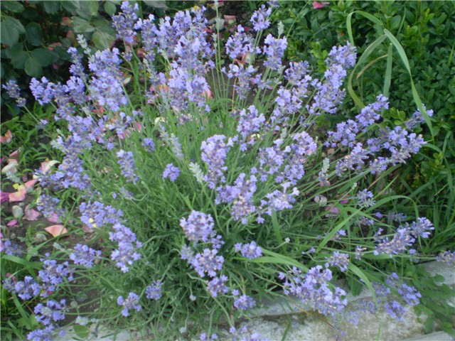 lavanda